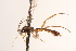  ( - CNCHYM 08529)  @11 [ ] CreativeCommons - Attribution (2012) CNC/CBG Photography Group Centre for Biodiversity Genomics