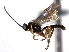  ( - CNCHYM 08536)  @11 [ ] CreativeCommons - Attribution (2011) CNC/CBG Photography Group Centre for Biodiversity Genomics
