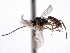  ( - CNCHYM 08563)  @11 [ ] CreativeCommons - Attribution (2011) CNC/CBG Photography Group Centre for Biodiversity Genomics
