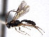  ( - CNCHYM 08564)  @11 [ ] CreativeCommons - Attribution (2011) CNC/CBG Photography Group Centre for Biodiversity Genomics