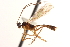  ( - CNCHYM 08663)  @11 [ ] CreativeCommons - Attribution (2011) CNC/CBG Photography Group Centre for Biodiversity Genomics