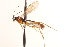  ( - CNCHYM 08664)  @11 [ ] CreativeCommons - Attribution (2011) CNC/CBG Photography Group Centre for Biodiversity Genomics