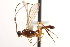  ( - CNCHYM 08680)  @11 [ ] CreativeCommons - Attribution (2011) CNC/CBG Photography Group Centre for Biodiversity Genomics