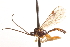 ( - CNCHYM 08704)  @11 [ ] CreativeCommons - Attribution (2011) CNC/CBG Photography Group Centre for Biodiversity Genomics