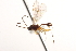  ( - CNCHYM 08711)  @11 [ ] CreativeCommons - Attribution (2011) CNC/CBG Photography Group Centre for Biodiversity Genomics