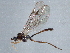  (Plectiscidea prolixa - CNCHYM 08734)  @11 [ ] CreativeCommons - Attribution (2011) CNC/CBG Photography Group Centre for Biodiversity Genomics
