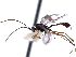  ( - CNCHYM 08737)  @11 [ ] CreativeCommons - Attribution (2011) CNC/CBG Photography Group Centre for Biodiversity Genomics
