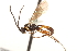  ( - CNCHYM 09500)  @11 [ ] CreativeCommons - Attribution (2012) CNC/CBG Photography Group Centre for Biodiversity Genomics