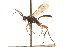  ( - CNCHYM 09501)  @11 [ ] CreativeCommons - Attribution (2012) CNC/CBG Photography Group Centre for Biodiversity Genomics