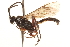 ( - CNCHYM 09522)  @11 [ ] CreativeCommons - Attribution (2012) CNC/CBG Photography Group Centre for Biodiversity Genomics