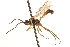  ( - CNCHYM 09529)  @11 [ ] CreativeCommons - Attribution (2012) CNC/CBG Photography Group Centre for Biodiversity Genomics