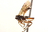  (Oresbius tegularis - CNCHYM 09531)  @12 [ ] CreativeCommons - Attribution (2012) CNC/CBG Photography Group Centre for Biodiversity Genomics