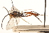  ( - CNCHYM 09588)  @11 [ ] CreativeCommons - Attribution (2012) CNC/CBG Photography Group Centre for Biodiversity Genomics
