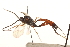  ( - CNCHYM 09590)  @11 [ ] CreativeCommons - Attribution (2012) CNC/CBG Photography Group Centre for Biodiversity Genomics