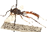  ( - CNCHYM 09596)  @11 [ ] CreativeCommons - Attribution (2012) CNC/CBG Photography Group Centre for Biodiversity Genomics