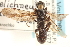  (Coelichneumon ater - CNCHYM 09623)  @12 [ ] CreativeCommons - Attribution (2012) CNC/CBG Photography Group Centre for Biodiversity Genomics