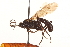  (Coelichneumon columbianus - CNCHYM 09625)  @11 [ ] CreativeCommons - Attribution (2012) CNC/CBG Photography Group Centre for Biodiversity Genomics