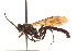  (Coelichneumon barnstoni - CNCHYM 09626)  @11 [ ] CreativeCommons - Attribution (2012) CNC/CBG Photography Group Centre for Biodiversity Genomics