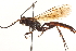  ( - CNCHYM 09648)  @11 [ ] CreativeCommons - Attribution (2012) CNC/CBG Photography Group Centre for Biodiversity Genomics