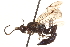  (Coelichneumon chalybeus - CNCHYM 09649)  @14 [ ] CreativeCommons - Attribution (2012) CNC/CBG Photography Group Centre for Biodiversity Genomics