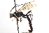  ( - CNCHYM 09657)  @11 [ ] CreativeCommons - Attribution (2012) CNC/CBG Photography Group Centre for Biodiversity Genomics
