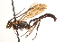  ( - CNCHYM 09663)  @11 [ ] CreativeCommons - Attribution (2012) CNC/CBG Photography Group Centre for Biodiversity Genomics