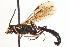  ( - CNCHYM 09664)  @11 [ ] CreativeCommons - Attribution (2012) CNC/CBG Photography Group Centre for Biodiversity Genomics