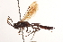  ( - CNCHYM 09665)  @11 [ ] CreativeCommons - Attribution (2012) CNC/CBG Photography Group Centre for Biodiversity Genomics