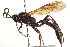  (Coelichneumon jejunus - CNCHYM 09683)  @11 [ ] CreativeCommons - Attribution (2012) CNC/CBG Photography Group Centre for Biodiversity Genomics