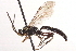  ( - CNCHYM 09692)  @13 [ ] CreativeCommons - Attribution (2012) CNC/CBG Photography Group Centre for Biodiversity Genomics
