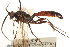  (Coelichneumon obscuratus - CNCHYM 09705)  @11 [ ] CreativeCommons - Attribution (2012) CNC/CBG Photography Group Centre for Biodiversity Genomics