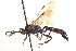  (Coelichneumon pervagus - CNCHYM 09714)  @11 [ ] CreativeCommons - Attribution (2012) CNC/CBG Photography Group Centre for Biodiversity Genomics