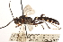  (Coelichneumon semilaevis - CNCHYM 09727)  @11 [ ] CreativeCommons - Attribution (2012) CNC/CBG Photography Group Centre for Biodiversity Genomics