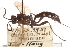  (Coelichneumon vitalis - CNCHYM 09744)  @11 [ ] CreativeCommons - Attribution (2012) CNC/CBG Photography Group Centre for Biodiversity Genomics