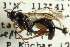  (Coelichneumon cashmani - CNCHYM 09746)  @13 [ ] CreativeCommons - Attribution (2012) CNC/CBG Photography Group Centre for Biodiversity Genomics