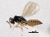  ( - CNCHYM 10031)  @11 [ ] CreativeCommons - Attribution (2012) CNC/CBG Photography Group Centre for Biodiversity Genomics