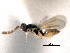  ( - CNCHYM 10032)  @11 [ ] CreativeCommons - Attribution (2012) CNC/CBG Photography Group Centre for Biodiversity Genomics