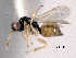  ( - CNCHYM 10033)  @11 [ ] CreativeCommons - Attribution (2012) CNC/CBG Photography Group Centre for Biodiversity Genomics