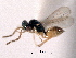  ( - CNCHYM 10034)  @11 [ ] CreativeCommons - Attribution (2012) CNC/CBG Photography Group Centre for Biodiversity Genomics