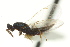  ( - CNCHYM 10056)  @11 [ ] CreativeCommons - Attribution (2012) CNC/CBG Photography Group Centre for Biodiversity Genomics