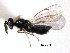  ( - CNCHYM 10086)  @11 [ ] CreativeCommons - Attribution (2012) CNC/CBG Photography Group Centre for Biodiversity Genomics