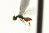  ( - CNCHYM 10099)  @11 [ ] CreativeCommons - Attribution (2012) CNC/CBG Photography Group Centre for Biodiversity Genomics