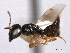  ( - CNCHYM 012141)  @11 [ ] CreativeCommons - Attribution (2012) CNC/CBG Photography Group Centre for Biodiversity Genomics