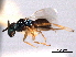  ( - CNCHYM 012142)  @11 [ ] CreativeCommons - Attribution (2012) CNC/CBG Photography Group Centre for Biodiversity Genomics