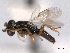  ( - CNCHYM 012144)  @11 [ ] CreativeCommons - Attribution (2012) CNC/CBG Photography Group Centre for Biodiversity Genomics