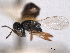  ( - CNCHYM 012145)  @11 [ ] CreativeCommons - Attribution (2012) CNC/CBG Photography Group Centre for Biodiversity Genomics