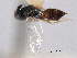  ( - CNCHYM 012148)  @11 [ ] CreativeCommons - Attribution (2012) CNC/CBG Photography Group Centre for Biodiversity Genomics