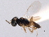  ( - CNCHYM 012149)  @11 [ ] CreativeCommons - Attribution (2012) CNC/CBG Photography Group Centre for Biodiversity Genomics