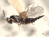  ( - CNCHYM 012185)  @11 [ ] CreativeCommons - Attribution (2012) CNC/CBG Photography Group Centre for Biodiversity Genomics