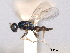  ( - CNCHYM 012189)  @11 [ ] CreativeCommons - Attribution (2012) CNC/CBG Photography Group Centre for Biodiversity Genomics